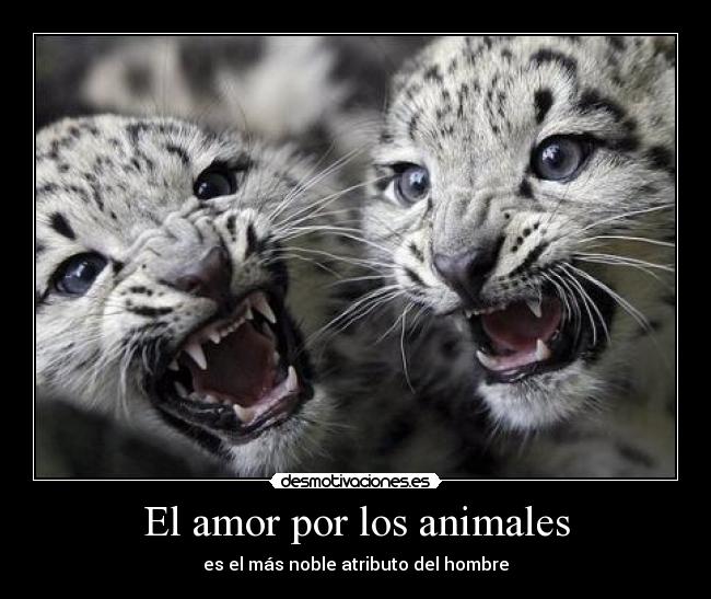 El amor por los animales - 