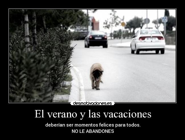 carteles verano verano vacaciones epoca feliz todos no abandones perro mascota desmotivaciones