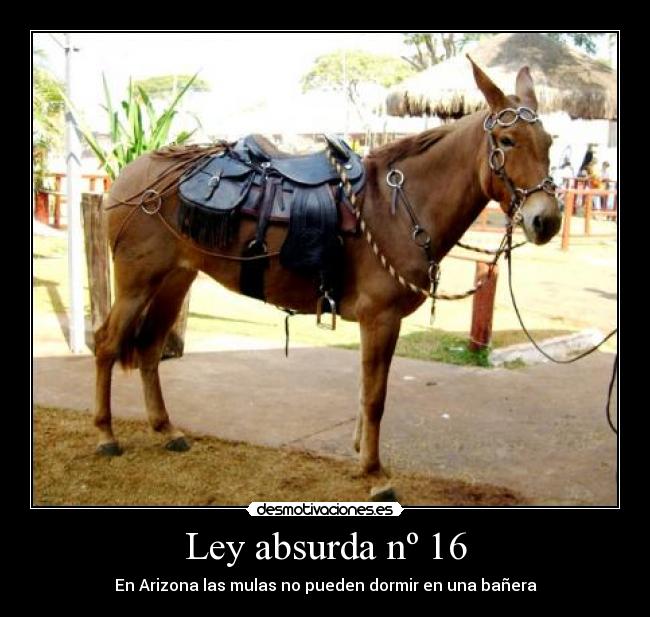 Ley absurda nº 16 - En Arizona las mulas no pueden dormir en una bañera