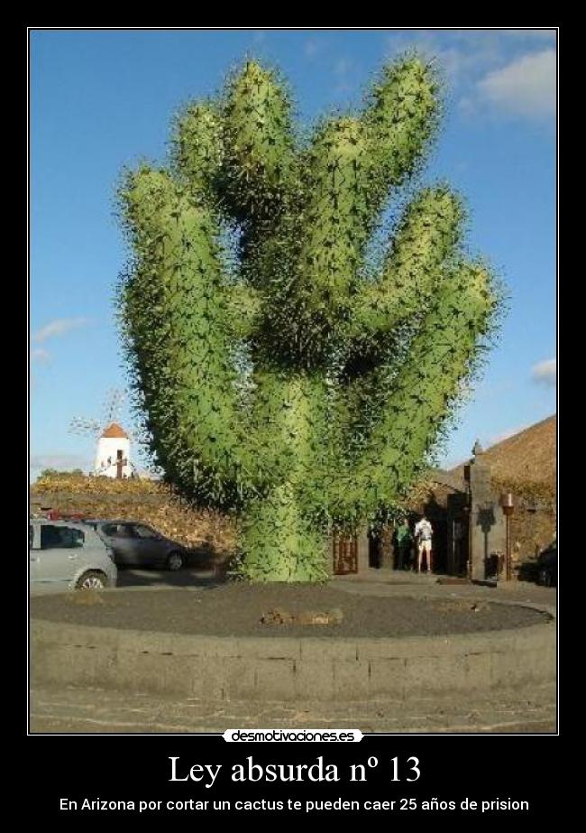 Ley absurda nº 13 - En Arizona por cortar un cactus te pueden caer 25 años de prision
