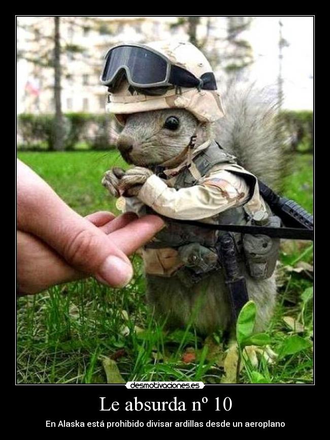 Le absurda nº 10 - En Alaska está prohibido divisar ardillas desde un aeroplano