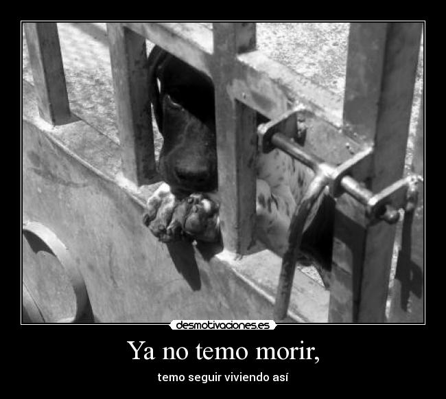 Ya no temo morir, - temo seguir viviendo así