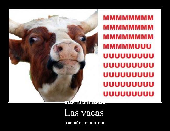 Las vacas - también se cabrean