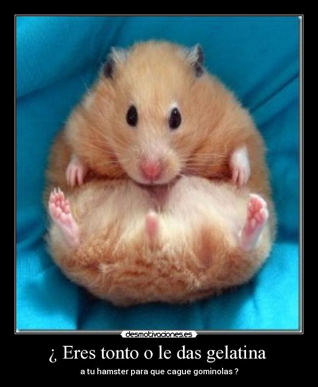 ¿ Eres tonto o le das gelatina -
