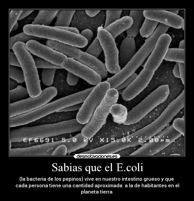 Sabias que el E.coli -