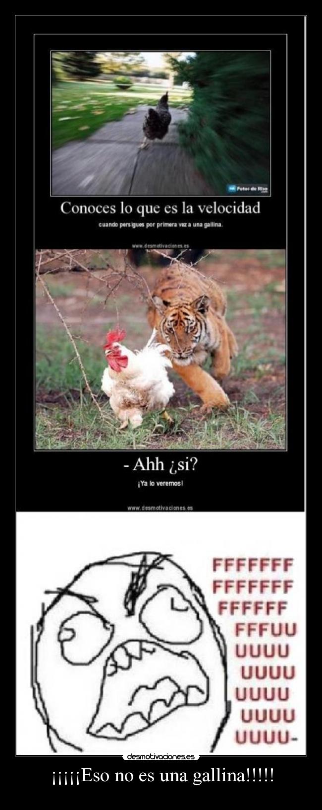 ¡¡¡¡¡Eso no es una gallina!!!!! - 