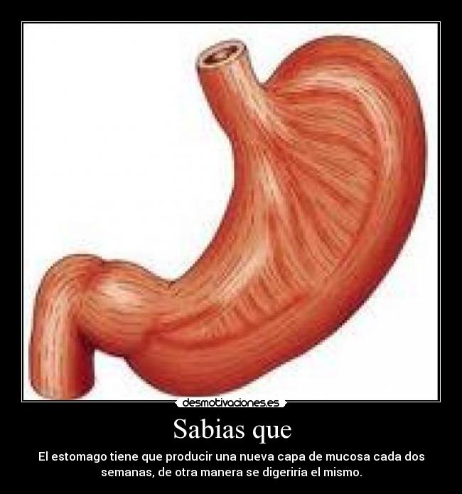 Sabias que - El estomago tiene que producir una nueva capa de mucosa cada dos
semanas, de otra manera se digeriría el mismo.