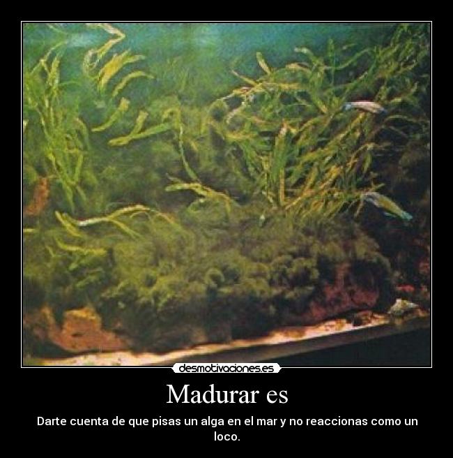 Madurar es - Darte cuenta de que pisas un alga en el mar y no reaccionas como un loco.