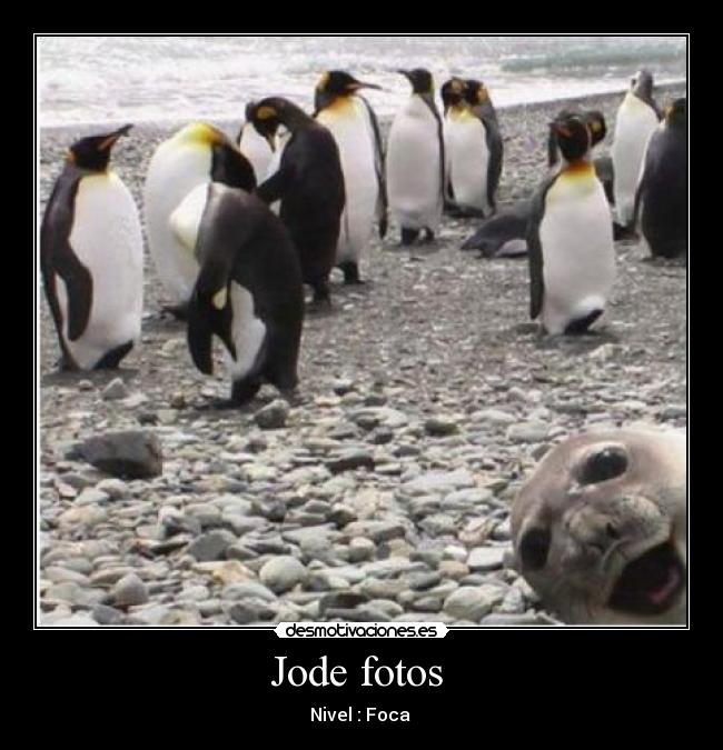 Jode fotos - Nivel : Foca