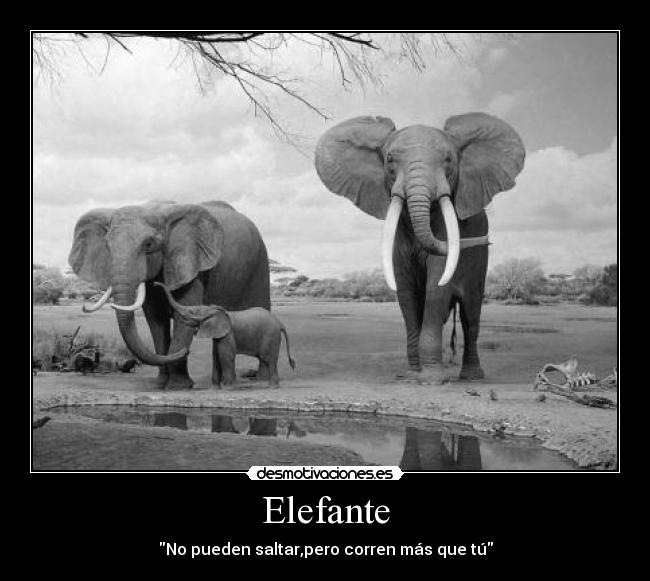 Elefante -