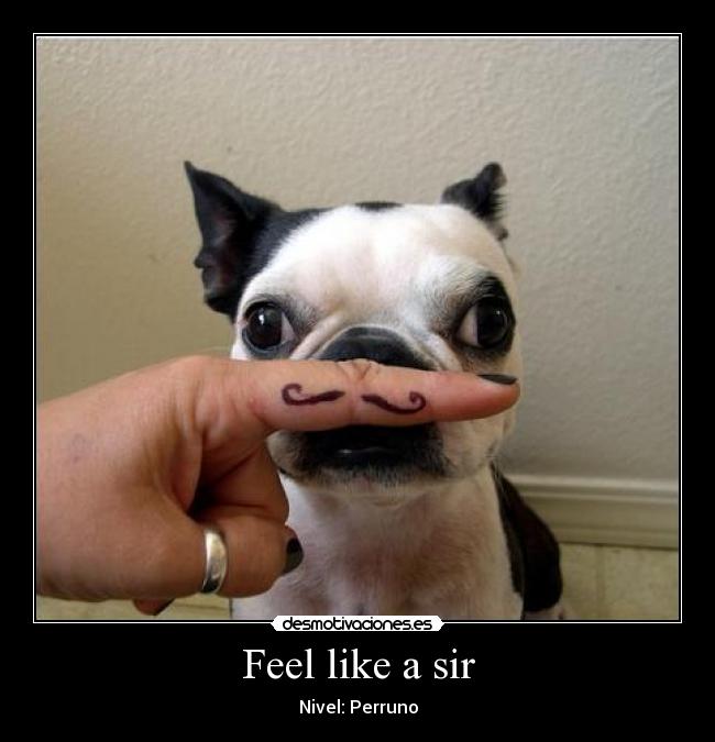 Feel like a sir -