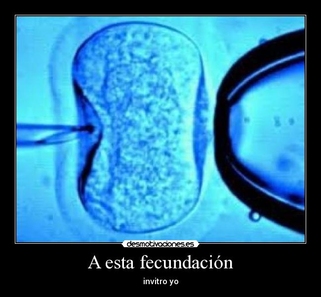 A esta fecundación - 