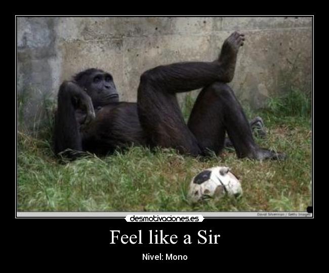 Feel like a Sir - Nivel: Mono