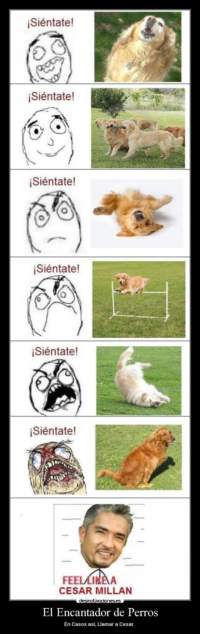 El Encantador de Perros - En Casos así, Llamar a Cesar. 