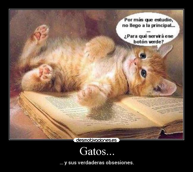 Gatos... - ... y sus verdaderas obsesiones.