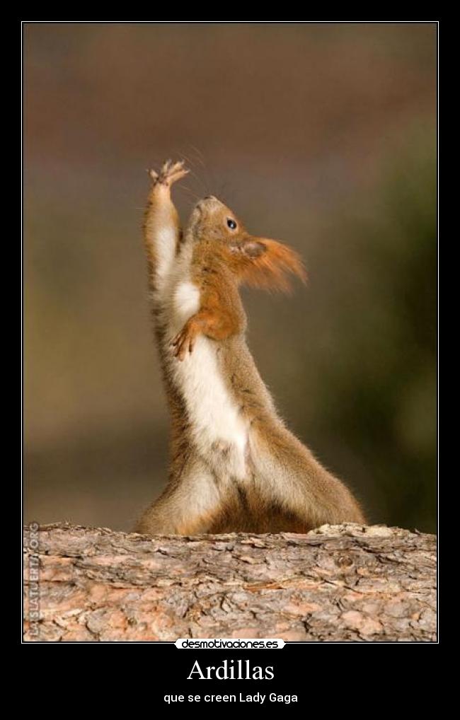 Ardillas - 