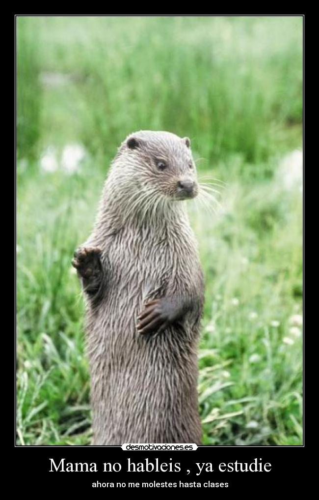 Mama no hableis , ya estudie - ahora no me molestes hasta clases