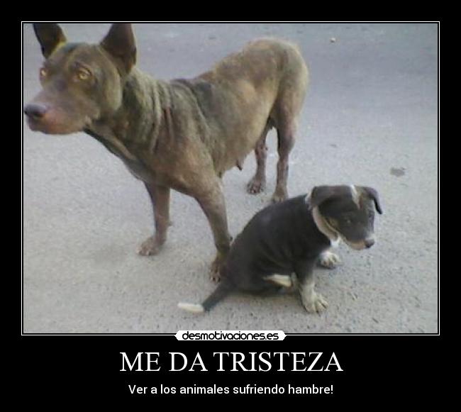 carteles tristeza hambre desmotivaciones