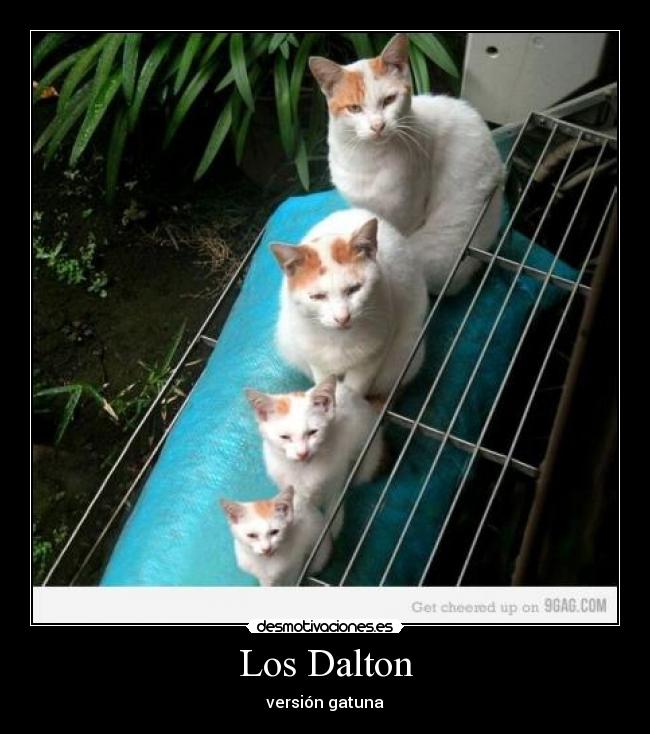 Los Dalton - 