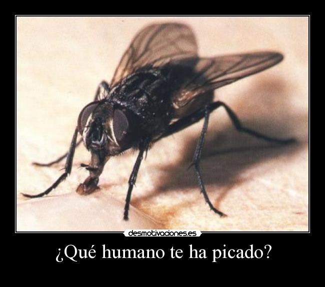 ¿Qué humano te ha picado? -