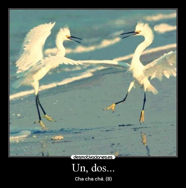 Un, dos... - Cha cha chá. (8)