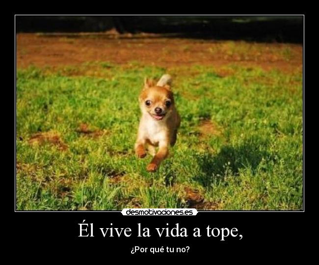 Él vive la vida a tope, -