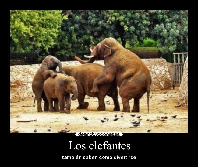 Los elefantes - también saben cómo divertirse