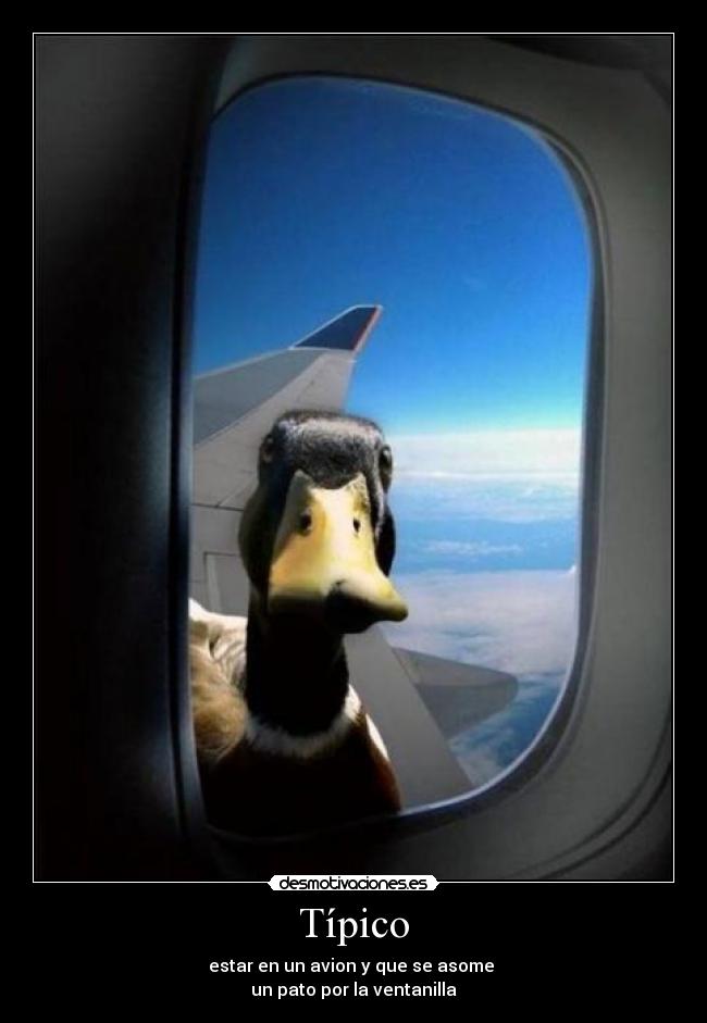 Típico - estar en un avion y que se asome
un pato por la ventanilla