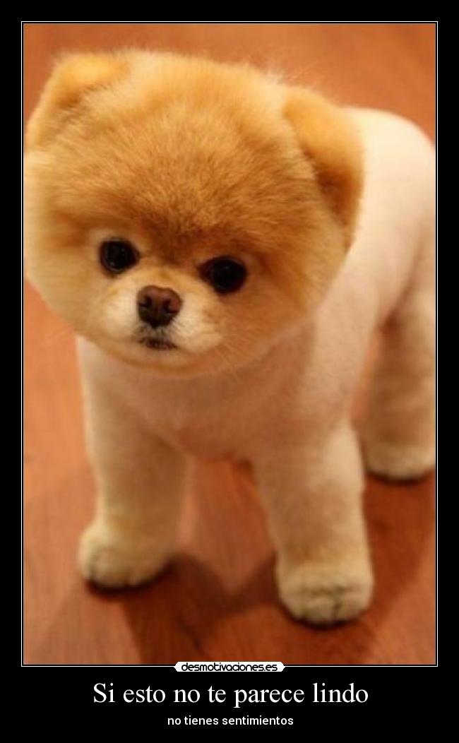 Si esto no te parece lindo - no tienes sentimientos