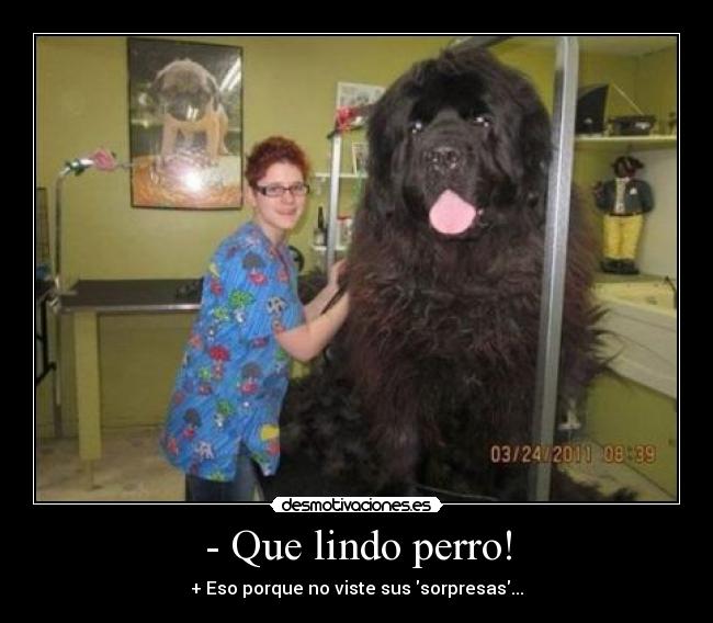 - Que lindo perro! - + Eso porque no viste sus sorpresas...