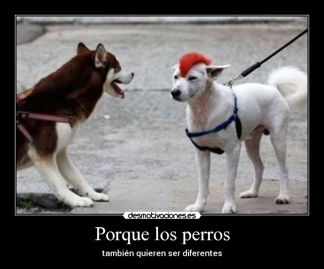 Porque los perros - también quieren ser diferentes