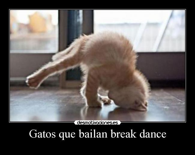 Gatos que bailan break dance -