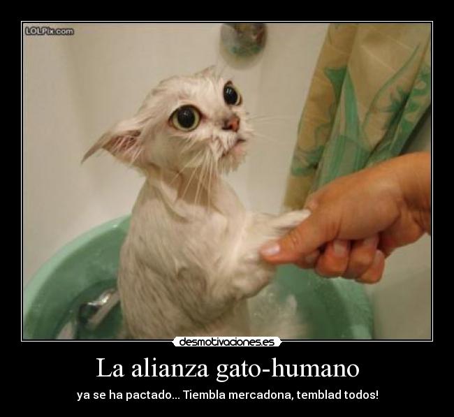 La alianza gato-humano - 