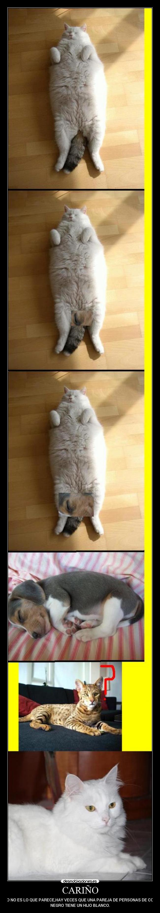 CARIÑO - ESTO NO ES LO QUE PARECE,HAY VECES QUE UNA PAREJA DE PERSONAS DE COLOR
NEGRO TIENE UN HIJO BLANCO.