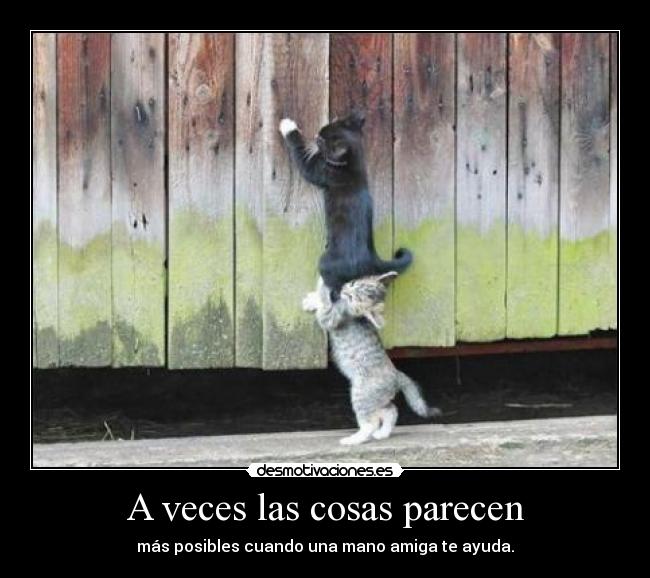carteles gato desmotivaciones