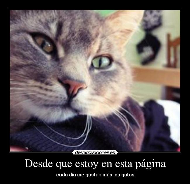 Desde que estoy en esta página -