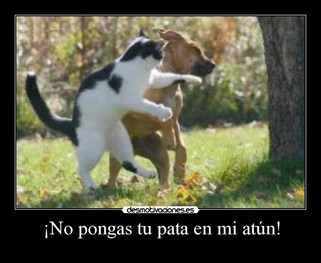 carteles gatos perros perro gatosatun comida peleas pelea boxeo desmotivaciones