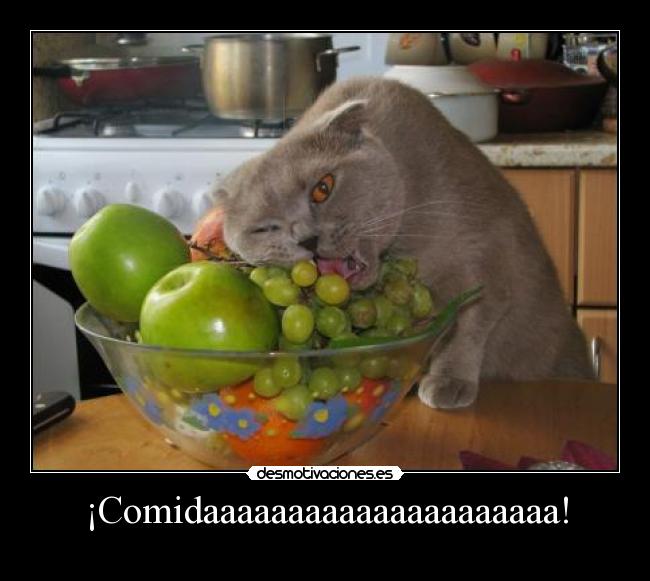 ¡Comidaaaaaaaaaaaaaaaaaaaaa! - 