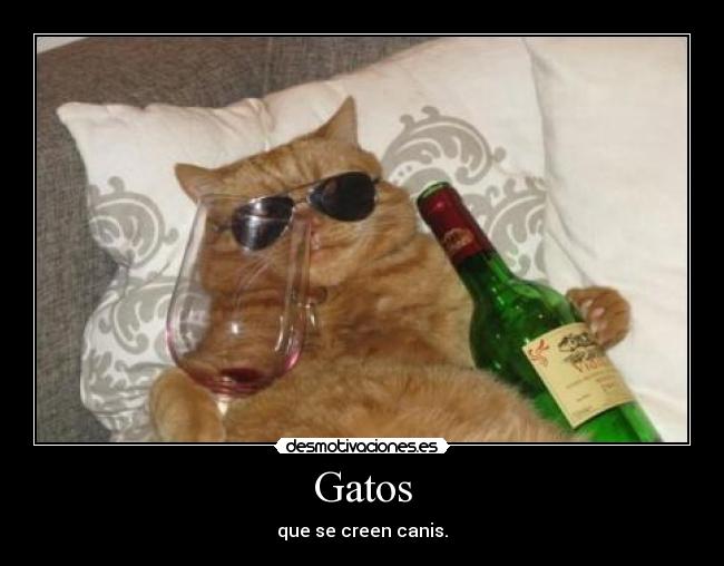 Gatos - que se creen canis.