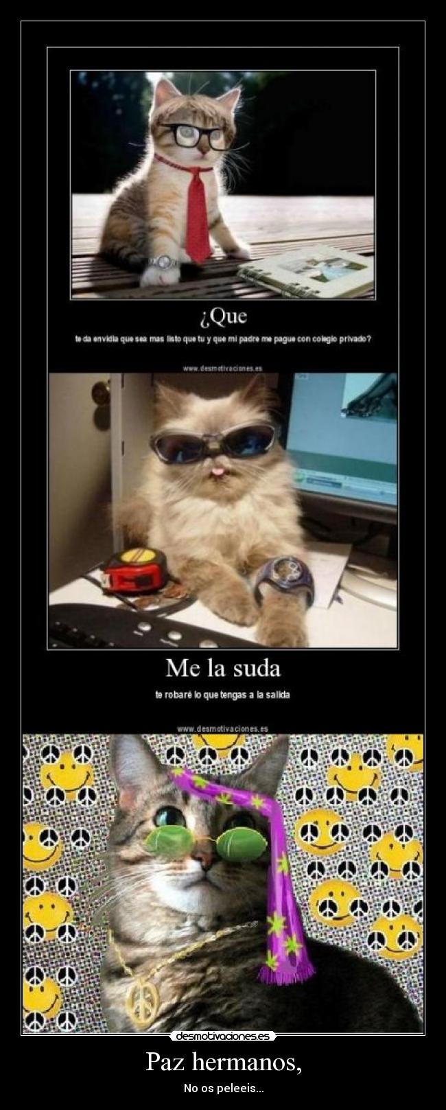 carteles gato hippie desmotivaciones