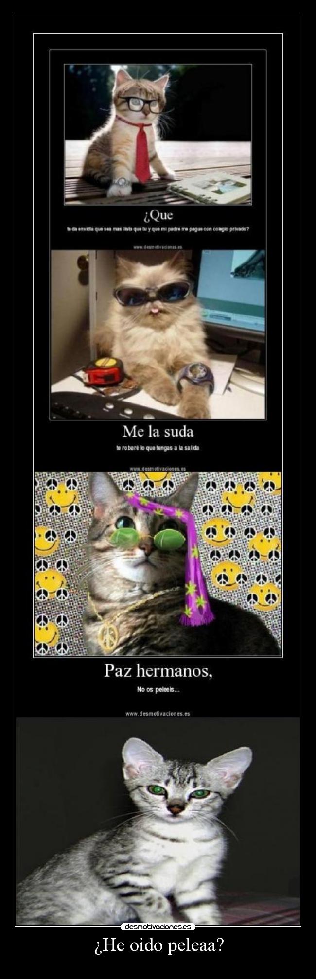 carteles gatos desmotivaciones