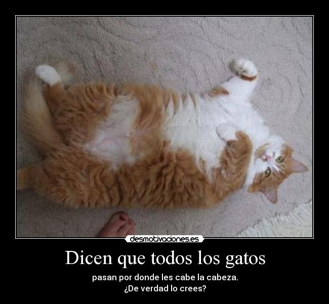 carteles gatos gatosgordo desmotivaciones