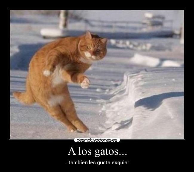 A los gatos... - ...tambien les gusta esquiar