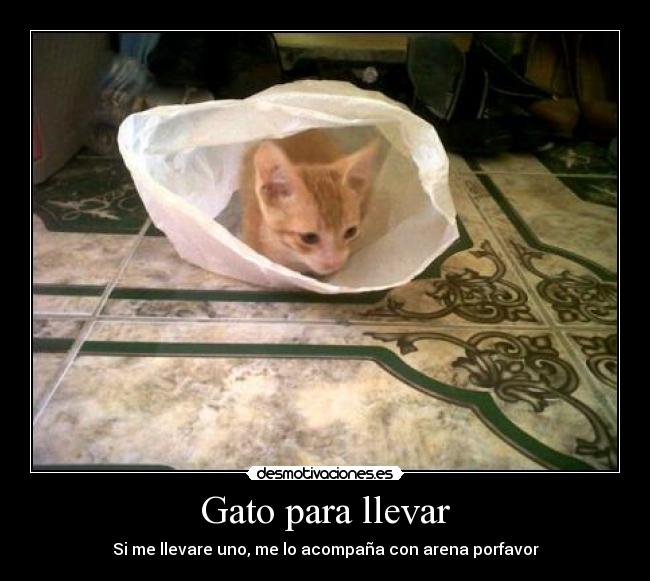carteles gato para llevar desmotivaciones