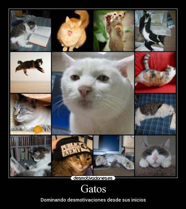 Gatos - Dominando desmotivaciones desde sus inicios