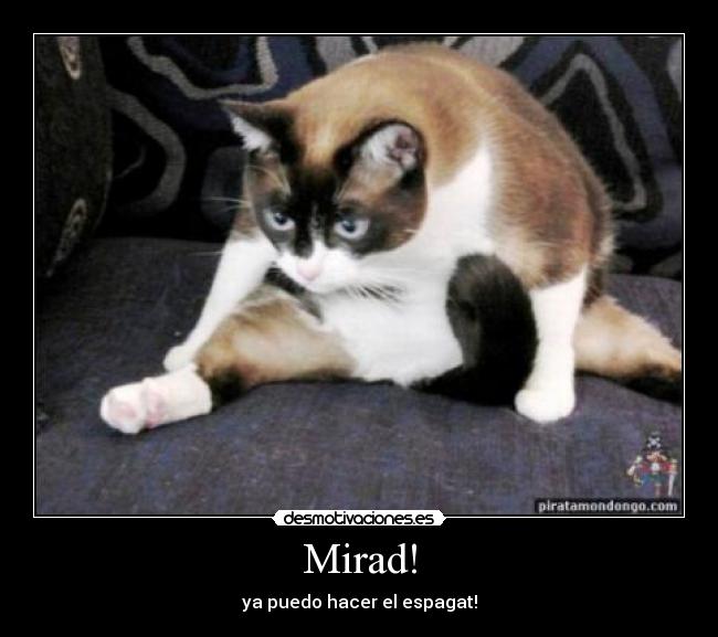 Mirad! - ya puedo hacer el espagat!