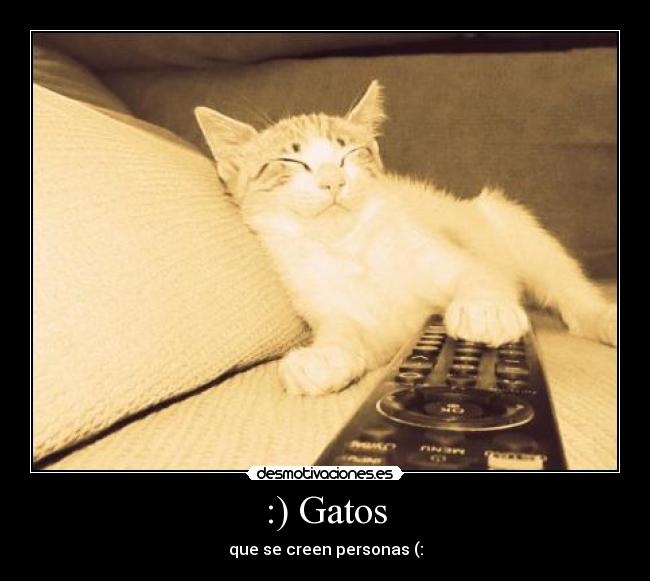 :) Gatos - que se creen personas (: