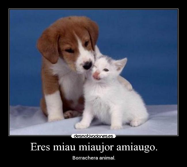 Eres miau miaujor amiaugo. - Borrachera animal.