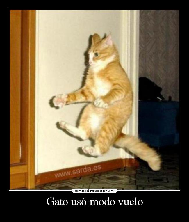 Gato usó modo vuelo - 