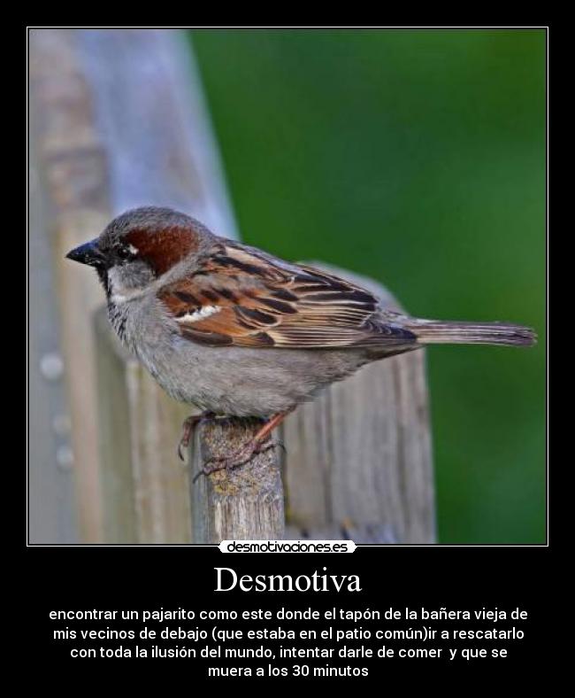 Desmotiva - encontrar un pajarito como este donde el tapón de la bañera vieja de
mis vecinos de debajo (que estaba en el patio común)ir a rescatarlo
con toda la ilusión del mundo, intentar darle de comer  y que se
muera a los 30 minutos